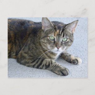 Carte Postale Photo de chat Cute Tabby