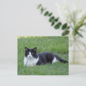 Carte Postale Photo de chat en noir et blanc (Debout devant)