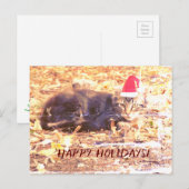 Carte postale Photo de chat Happy Holidays (Devant / Derrière)