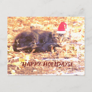 Carte postale Photo de chat Happy Holidays