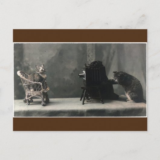 Carte Postale  Photo de chat Retro vintage (Devant)