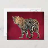 Carte Postale Photo de chat sauvage léopard tacheté (Devant / Derrière)