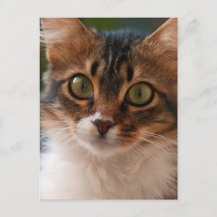 Carte Postale Photo de chaton duveteux aux yeux verts