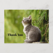 Carte Postale Photo de chaton gris mignon qui regarde en haut Me (Devant)