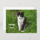 Carte Postale Photo de chaton noir et blanc Merci (Devant / Derrière)