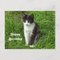 Photo de chaton noir et blanc pour anniversaire