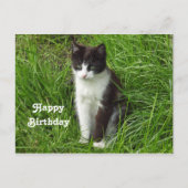 Carte Postale Photo de chaton noir et blanc pour anniversaire (Devant)