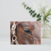 Carte Postale Photo de cheval (Debout devant)