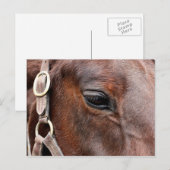Carte Postale Photo de cheval (Devant / Derrière)