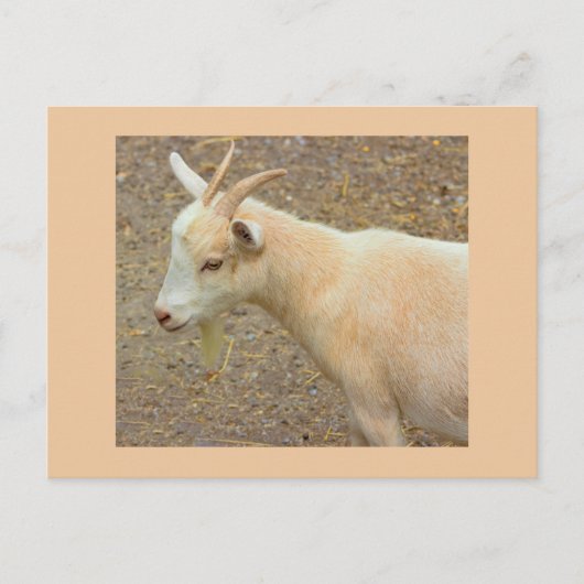 Carte postale photo de chèvre (Devant)