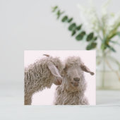 Carte Postale Photo de chèvres stupides (Debout devant)