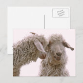 Carte Postale Photo de chèvres stupides (Devant / Derrière)