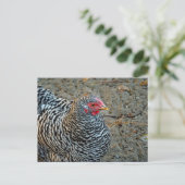 Carte Postale Photo de Chicken Black and White Hen (Debout devant)