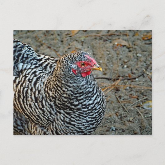 Carte Postale Photo de Chicken Black and White Hen (Devant)