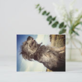 Carte postale photo de chien (Debout devant)