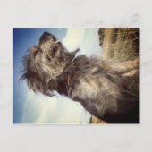 Carte postale photo de chien (Devant)