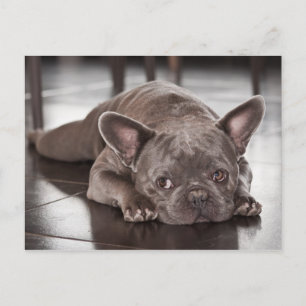 Carte Postale Photo de chien Bouledogue Français mignon