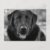 Carte Postale Photo de chien de compagnie Labrador noir (Devant)