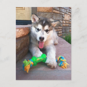 Carte Postale Photo de chiot Alaskan Malamute mignon Tu me manqu