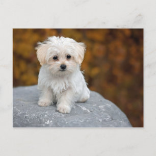Carte Postale Photo de Chiot Blanc Maltais