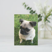 Carte Postale Photo de chiot pug (Debout devant)