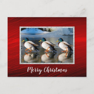 Carte Postale Photo de Christmas Postcard