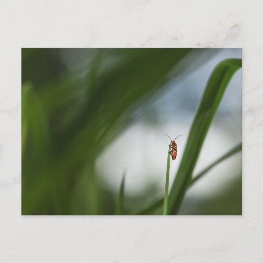 Carte postale photo de coléoptère dans la nature (Devant)