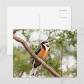 Carte Postale Photo de colibri (Devant / Derrière)