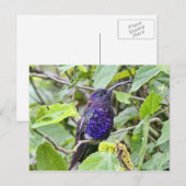 Carte Postale Photo de Colibri bleu (Devant / Derrière)