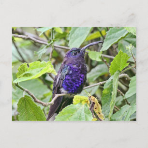 Carte Postale Photo de Colibri bleu