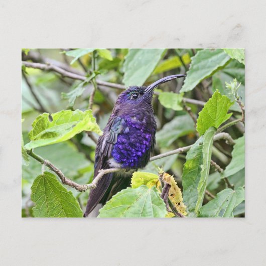 Carte Postale Photo de Colibri bleu (Devant)
