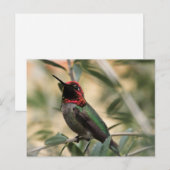 Carte Postale Photo de Colibri d'Anna (Devant / Derrière)