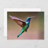 Carte Postale Photo de colibri vert de la faune (Devant / Derrière)