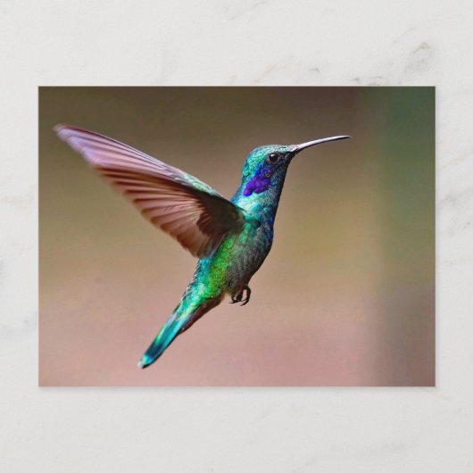 Carte Postale Photo de colibri vert de la faune (Devant)