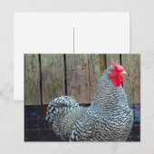Carte Postale Photo de coq noir et blanc de poulet (Devant / Derrière)
