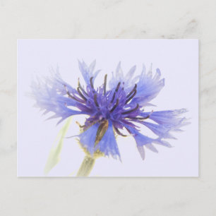 Carte Postale Photo de Cornflower bleu -