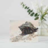 Carte Postale Photo de crabe Hermite (Debout devant)