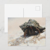 Carte Postale Photo de crabe Hermite (Devant / Derrière)