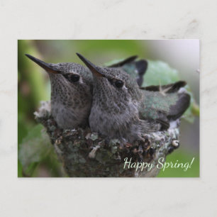 Carte Postale Photo de Customizable Baby Hummingbird  