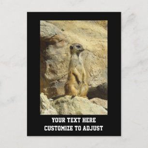 Carte Postale Photo de Cute meerkat