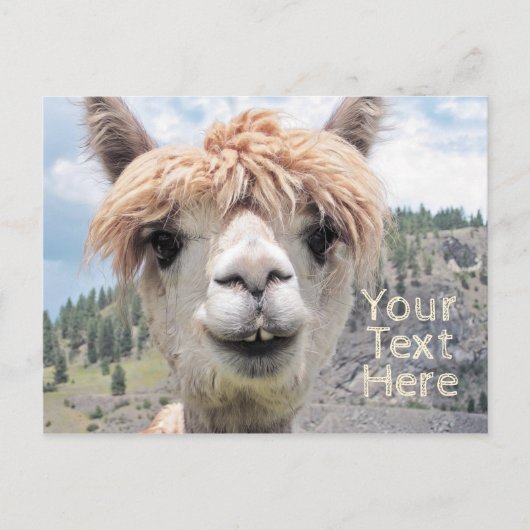 Carte Postale Photo de Cute Smiling Alpaca (Devant)