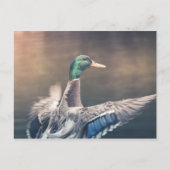 Carte Postale Photo de Duck Nature (Devant)