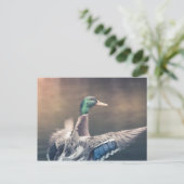 Carte Postale Photo de Duck Nature (Debout devant)