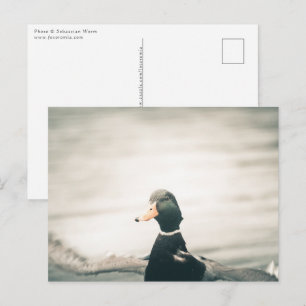 Carte Postale Photo de Duck Nature