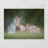Carte Postale Photo de faune de lapins (Devant)