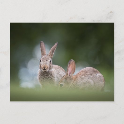 Carte Postale Photo de faune de lapins (Devant)
