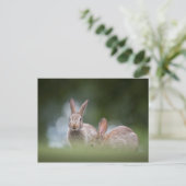 Carte Postale Photo de faune de lapins (Debout devant)