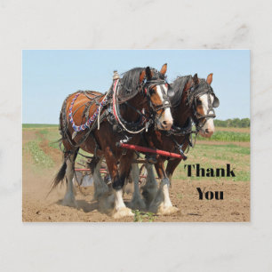 Carte Postale Photo de ferme de chevaux Clydesdale Merci