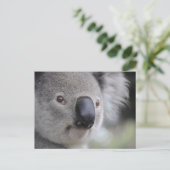 Carte postale photo de fermeture Koala (Debout devant)