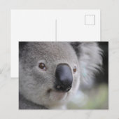 Carte postale photo de fermeture Koala (Devant / Derrière)